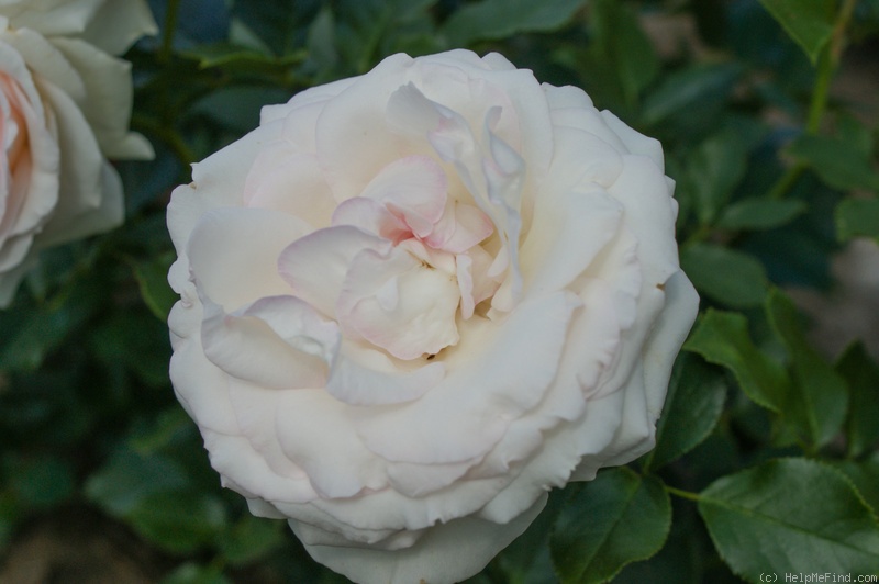 'MEIviowit' rose photo