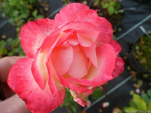 'Suni ®' rose photo