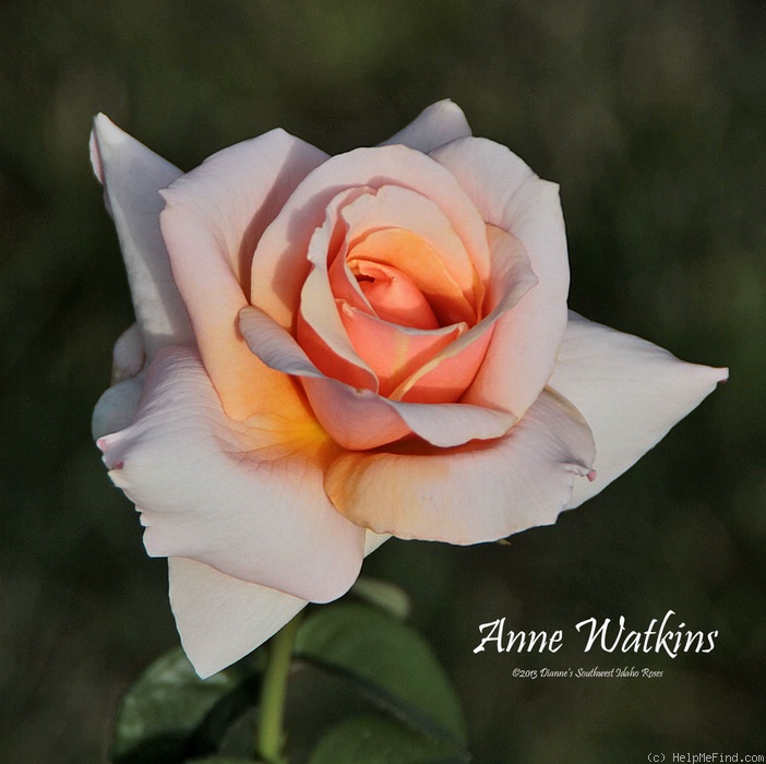 'Anne Watkins' rose photo