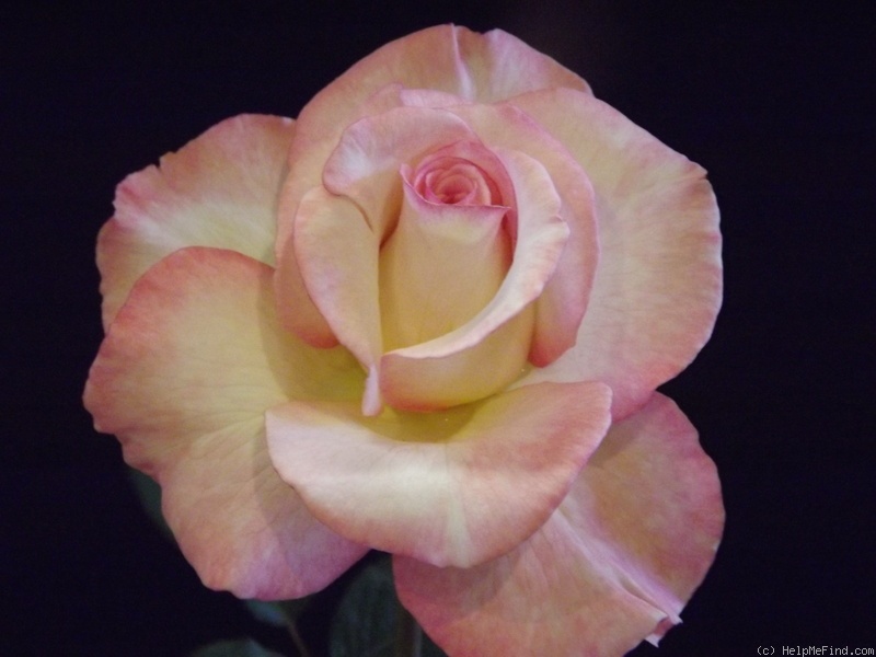 'Deidre Hall' rose photo