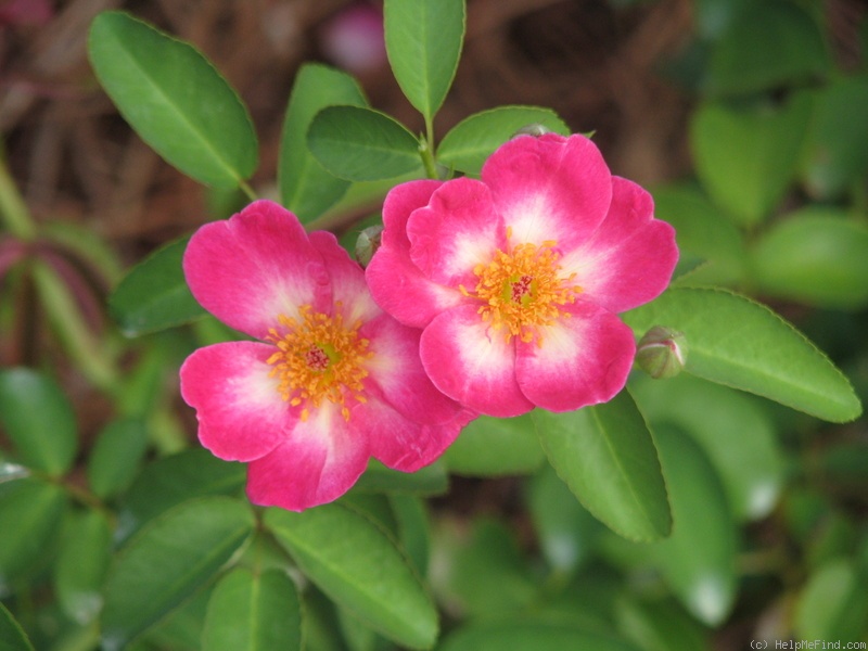 'Raspberry Bouree' rose photo