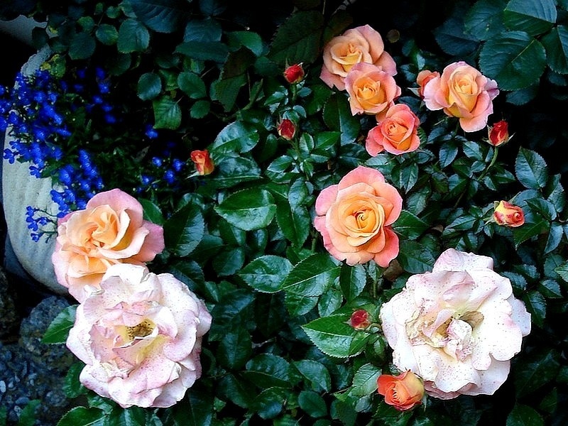 'Saga ® (floribunda, Fryer, 2009)' rose photo