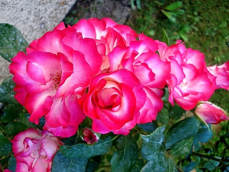 'Loulou de Cacharel ®' rose photo