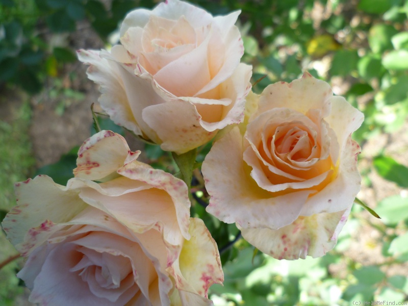 'Poustinia' rose photo