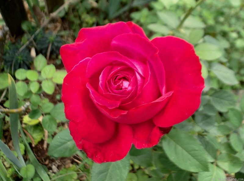 'Alec's Red® (hybrid tea, Cocker, 1970)' rose, click to enlarge 'Alec's Red® (hybrid tea, Cocker, 1970)' rose photo