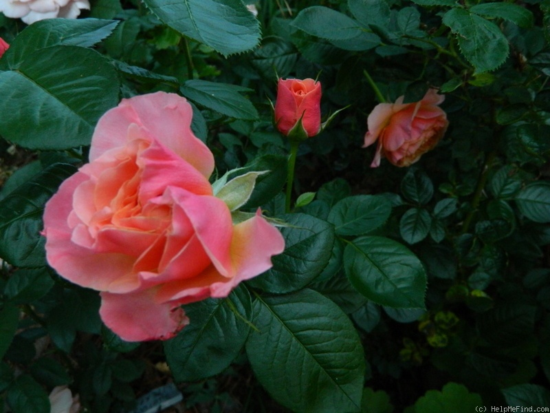 'Celeb' rose photo