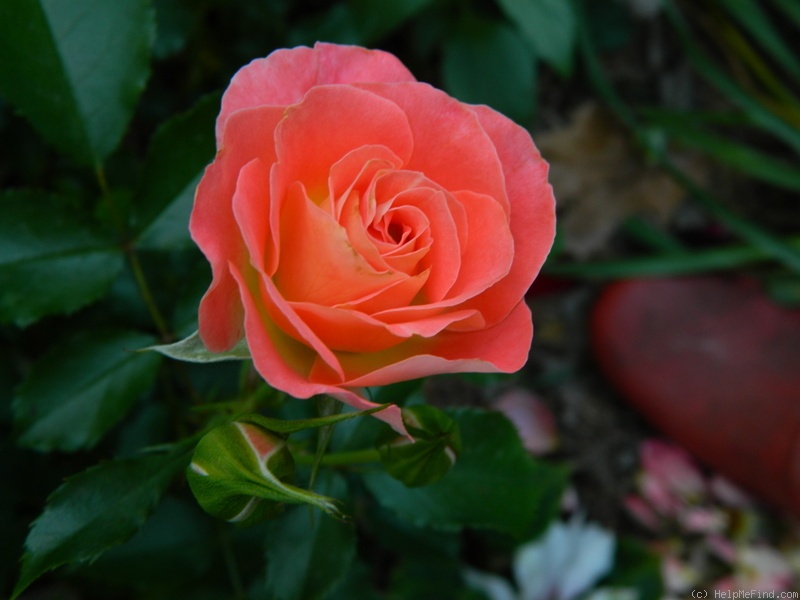 'Coral Cove' rose photo