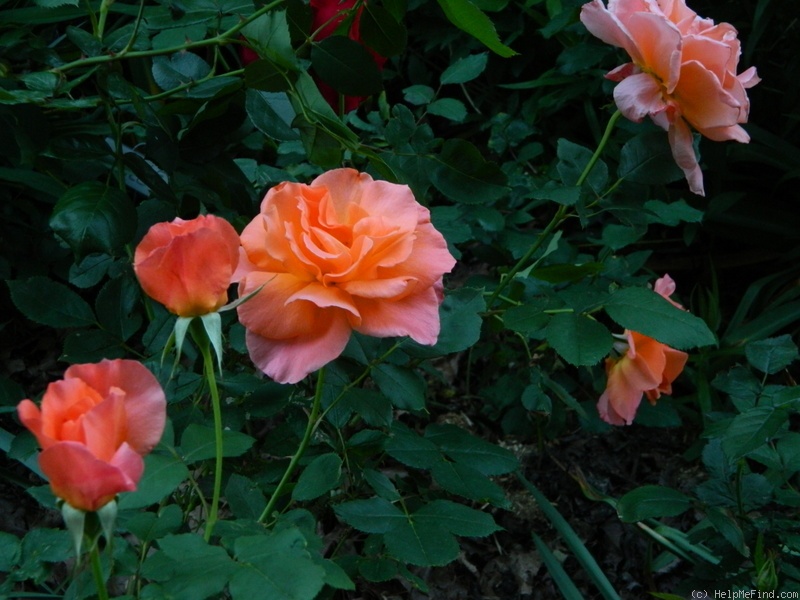 'Courtoisie ®' rose photo