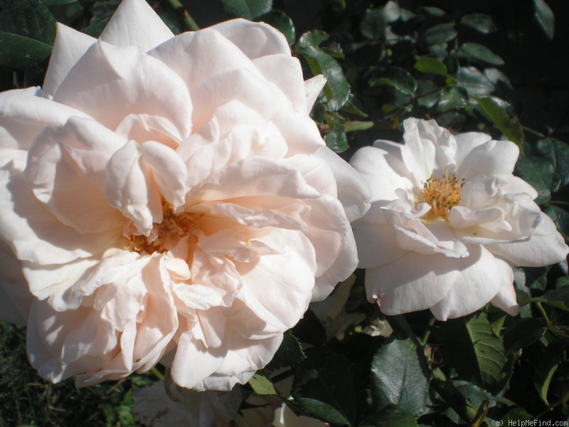 'Ilse Krohn Superior' rose photo