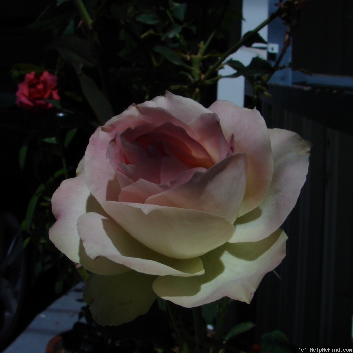 'AROgresh' rose photo