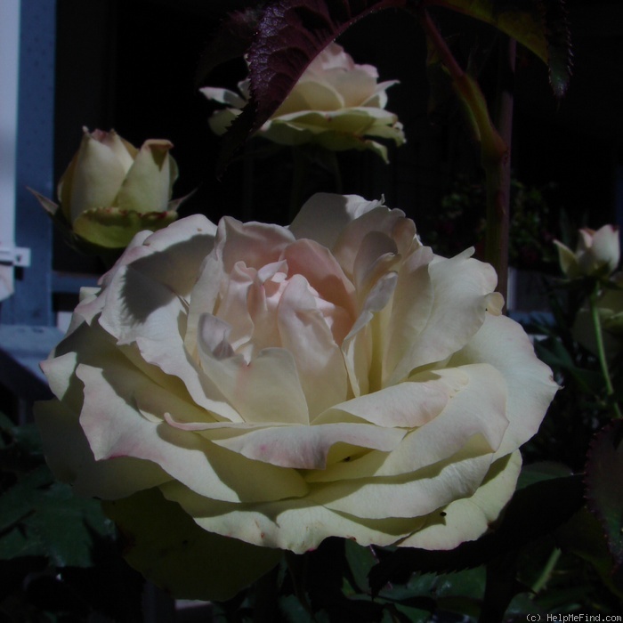 'AROgresh' rose photo