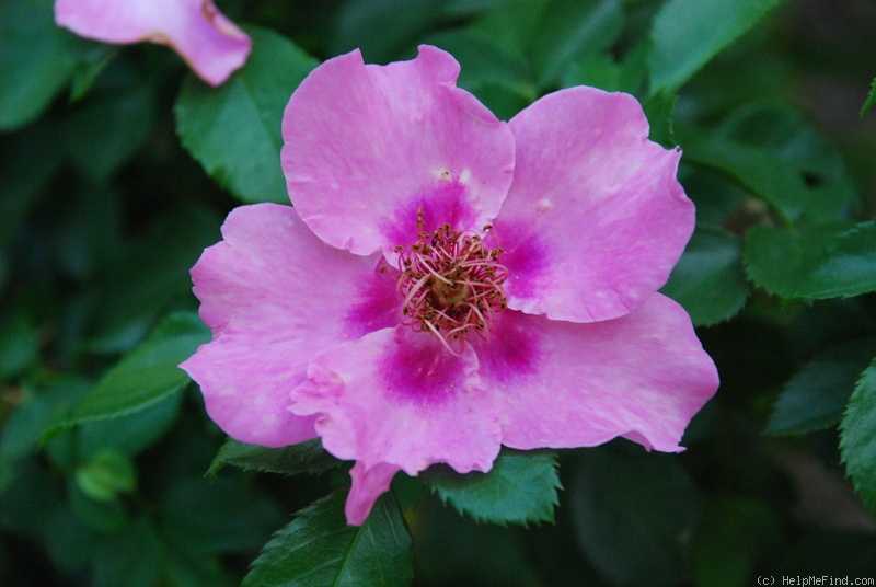 'CHEwsumstar' rose photo