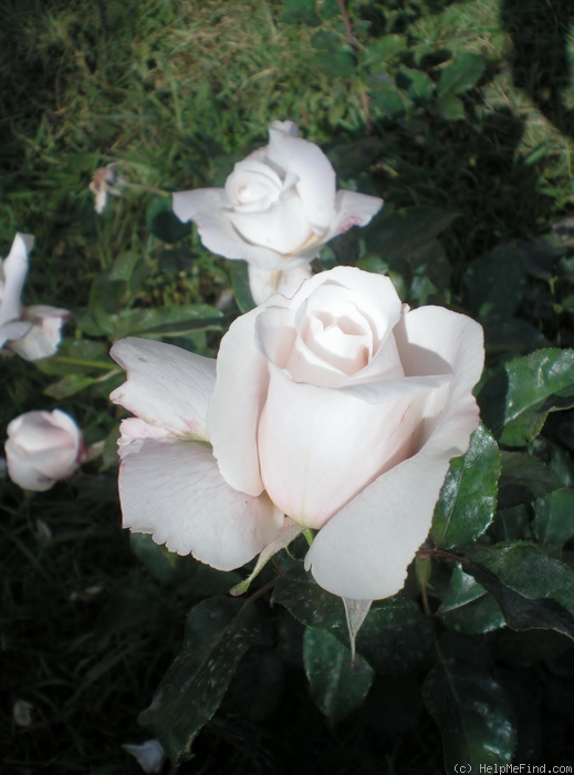 'Royal Copenhagen ®' rose photo