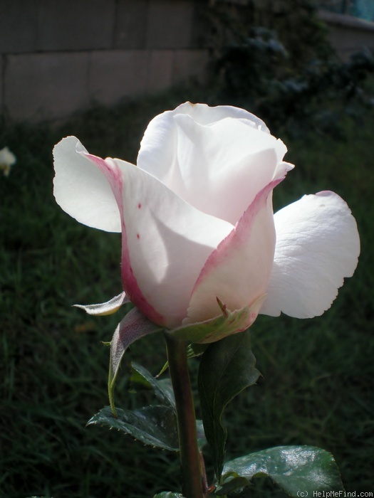 'Royal Copenhagen ®' rose photo