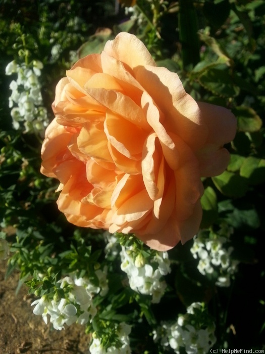 'Janet Inada' rose photo