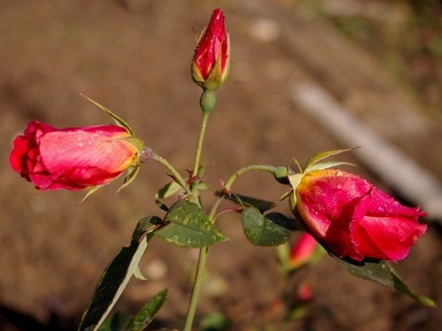 'Bertram Park' rose photo