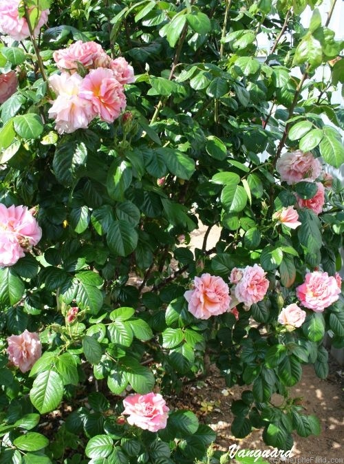 'Vanguard (hybrid rugosa, Stevens 1932)' rose photo