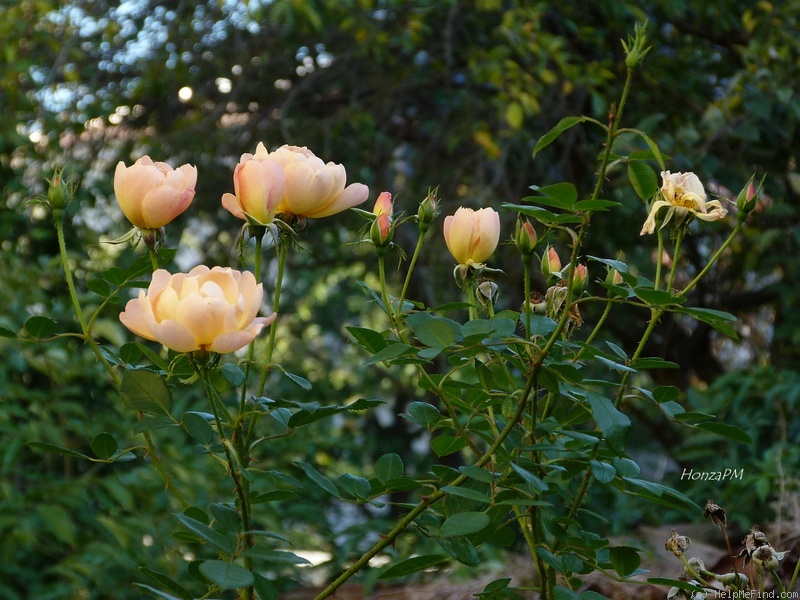 'The Lark Ascending' rose photo