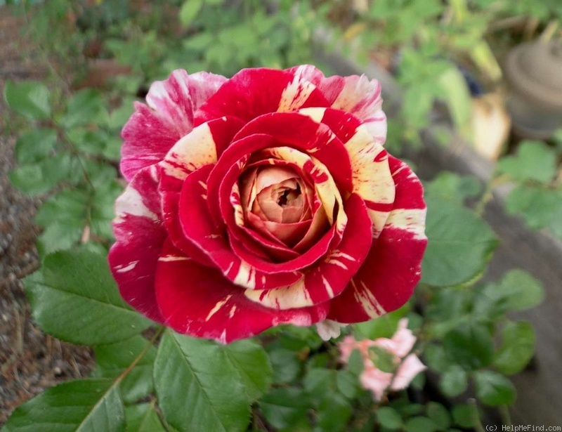 'All American Magic ™' rose photo