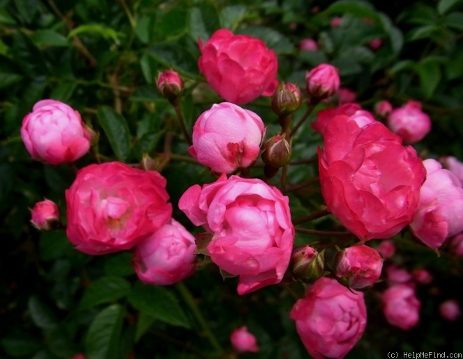 'Prinz Henri' rose, click to enlarge 'Prinz Henri' rose photo