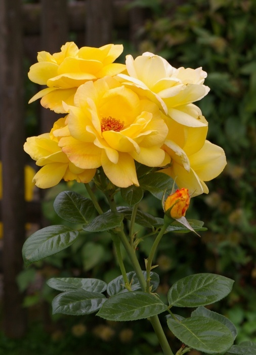 'Goldbeet' rose photo