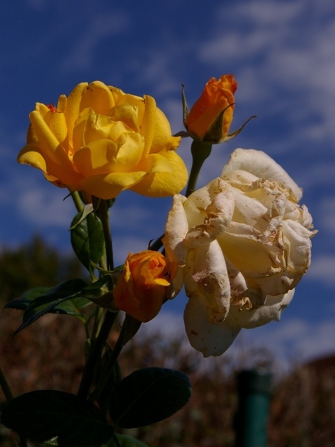 'Goldbeet' rose photo
