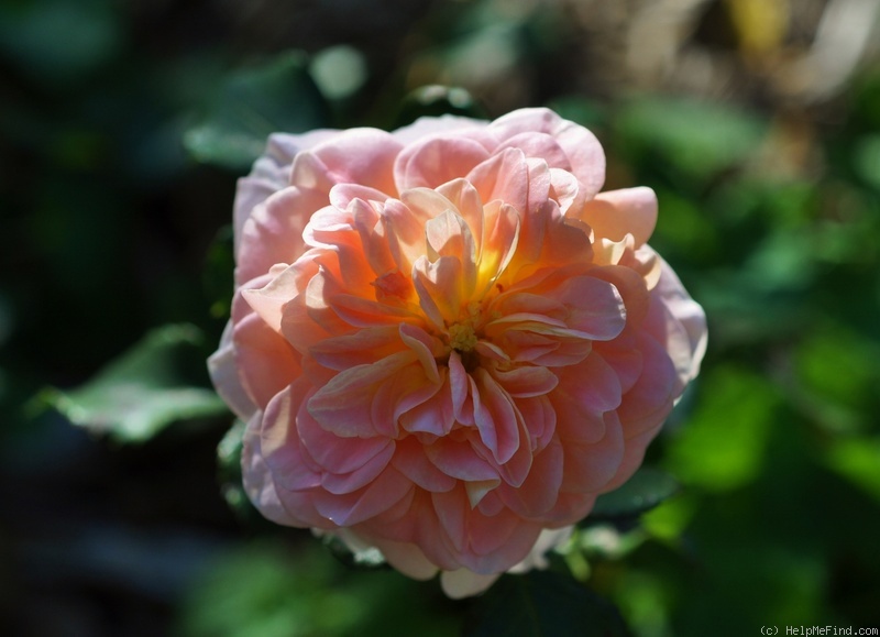 'Concerto ® (shrub, Meilland, 1994)' rose photo