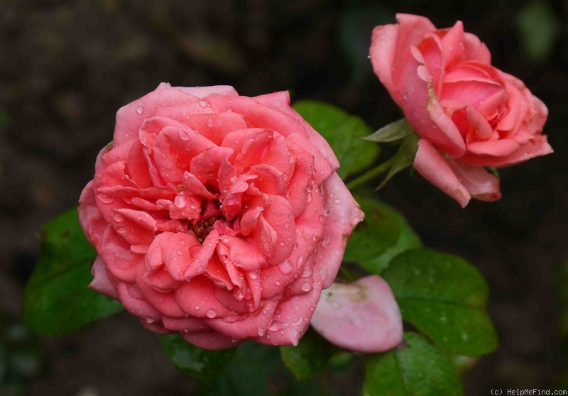 'Kimono ®' rose photo