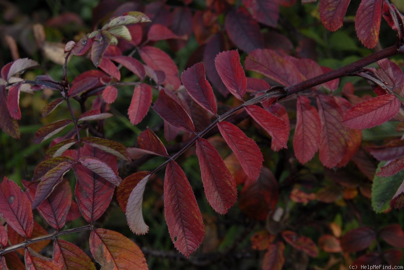 'Thérèse Bugnet X Topaz Jewel seedlings' rose photo