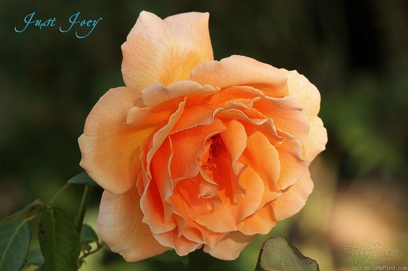 'Just Joey (Hybrid Tea, Cants, 1972)' rose photo