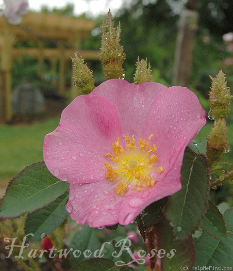'Single Moss Rose' rose photo
