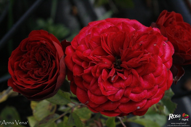 'Anna Vena' rose photo