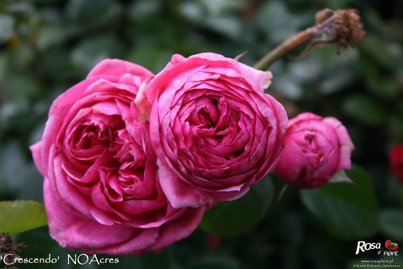 'Crescendo ® (floribunda, Noack, 2003)' rose photo