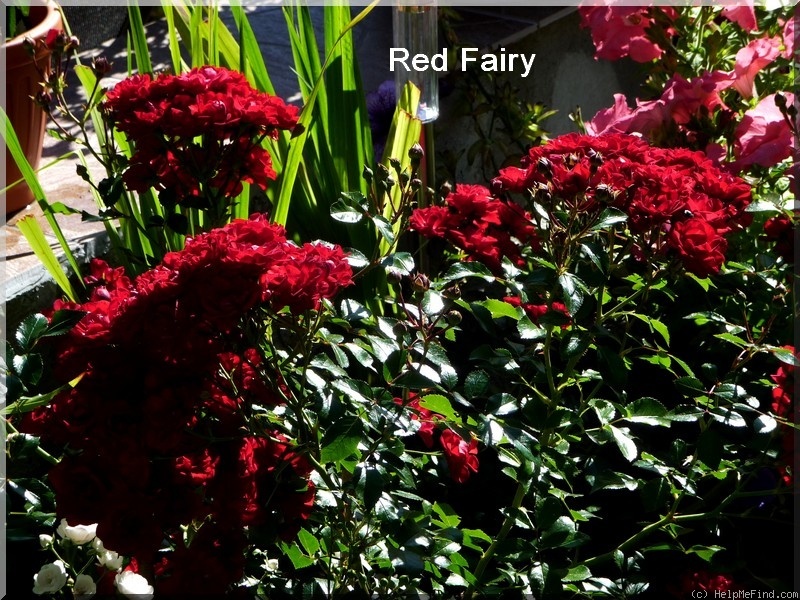 'Red Fairy' rose photo