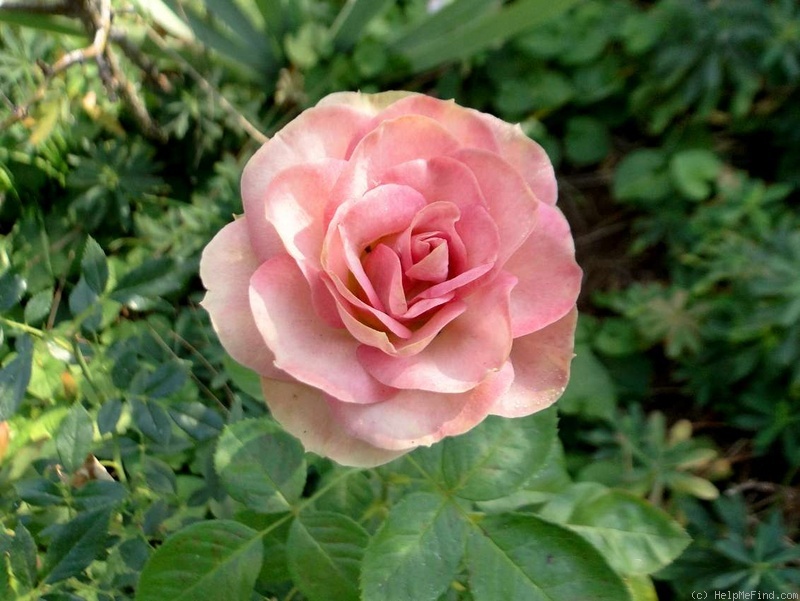 'Sheila MacQueen (floribunda, Harkness 1988)' rose photo