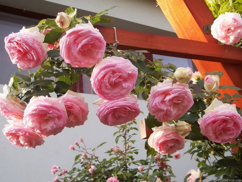 'Eden Rose 85' rose, click to enlarge 'Eden Rose 85' rose photo