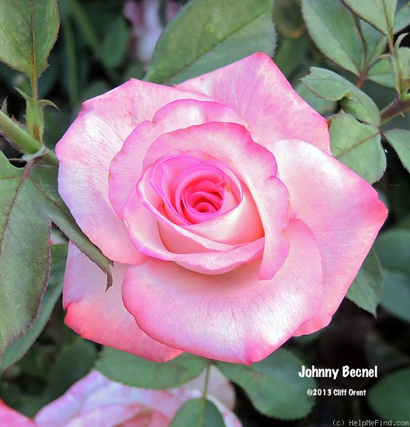 'Johnny Becnel' rose photo