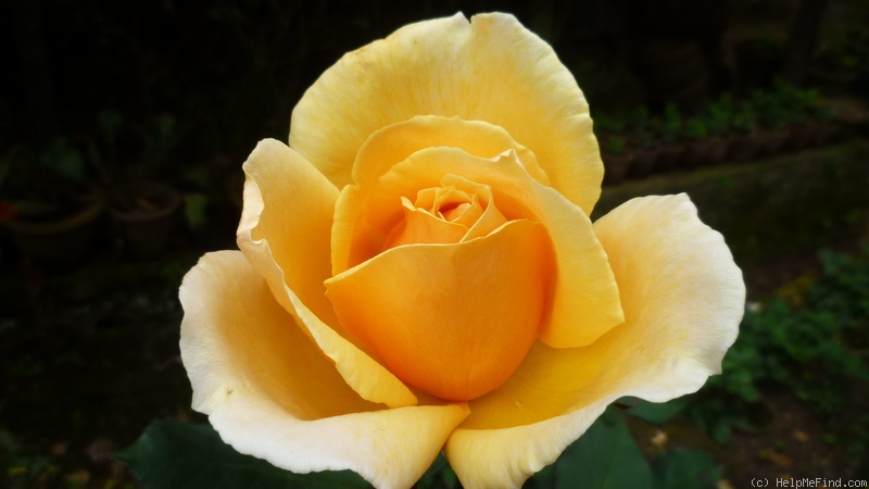 'Valencia ® (hybrid tea, Kordes before 1987)' rose photo