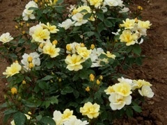 'Sunny Knock Out ®' rose photo