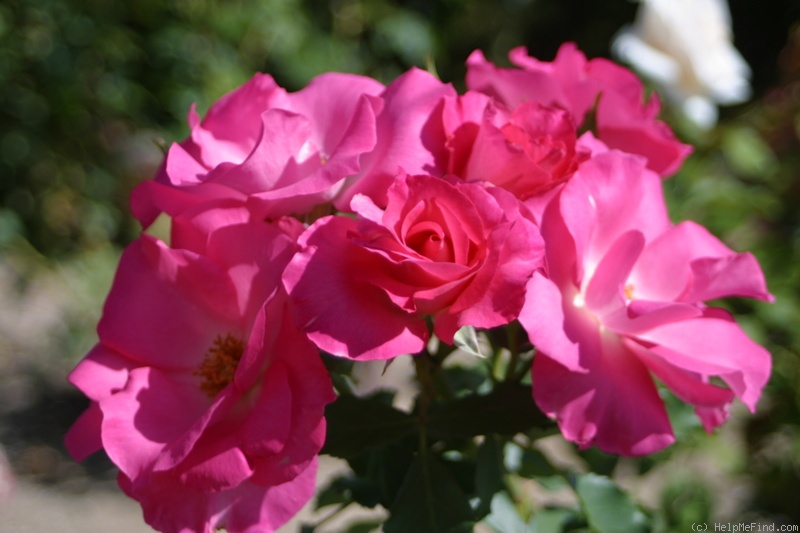 'Dancing Pink' rose photo