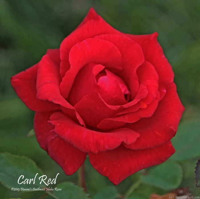 'Carl Red' rose photo