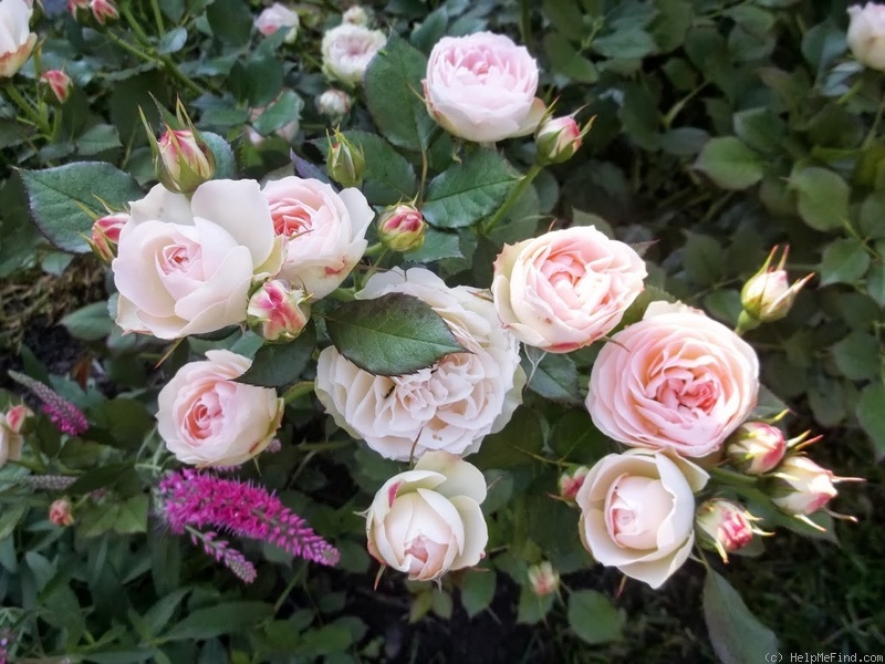 'Pastella ® (floribunda, Evers/Tantau, 1998)' rose, click to enlarge 'Pastella ® (floribunda, Evers/Tantau, 1998)' rose photo