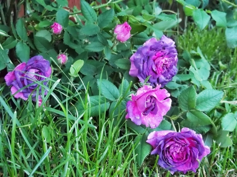 'Belle de Crécy (Gallica, Roeser, 1829)' rose, click to enlarge 'Belle de Crécy (Gallica, Roeser, 1829)' rose photo