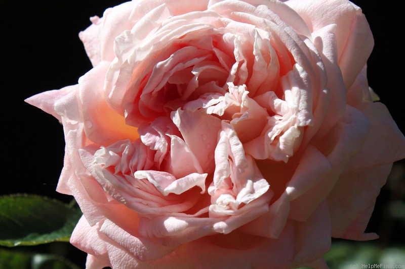 'Amazing Grace ™ (hybrid tea, Cocker, 1990)' rose photo