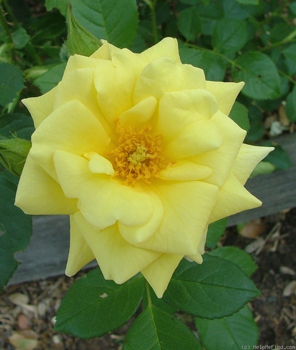 'Gold Country' rose photo