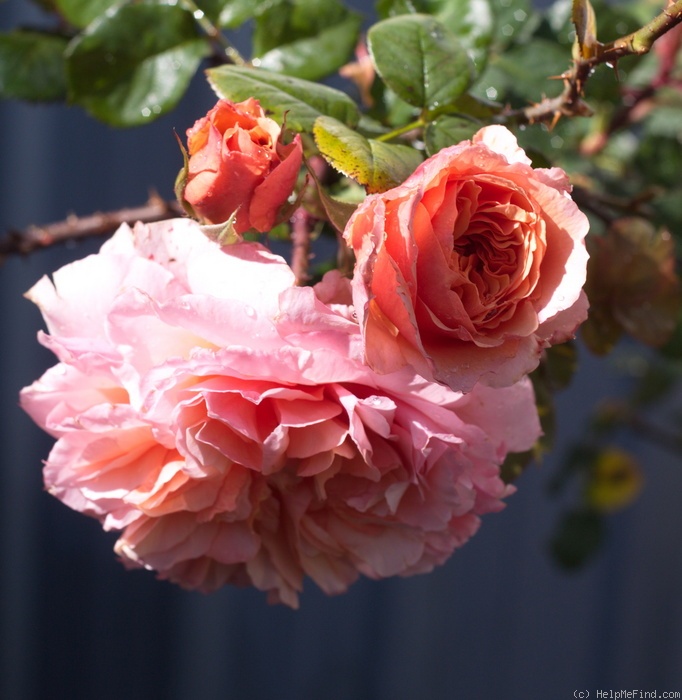 'Versigny ®' rose photo