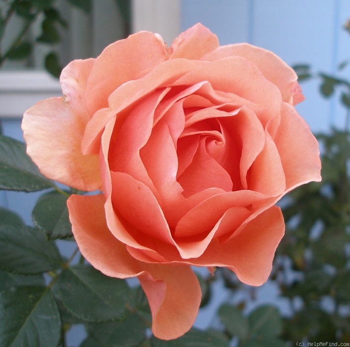 'Louise Hay' rose photo