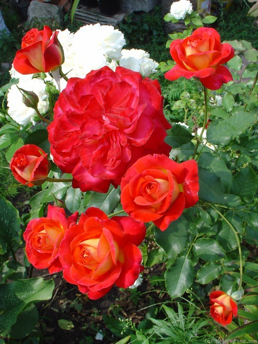 'Midsummer (floribunda, Evers/Tantau, 2002)' rose, click to enlarge 'Midsummer (floribunda, Evers/Tantau, 2002)' rose photo