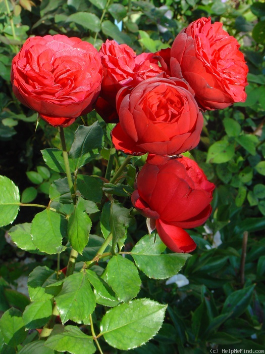 'Piano ® (hybrid tea, Evers/Tantau, 2007)' rose photo