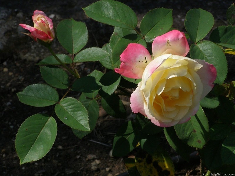 'Zvolen' rose photo